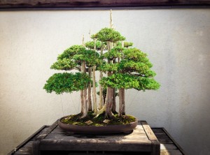 Bonsai3