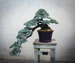 Bonsai4